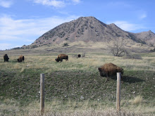 Buffalo at Bear Butte