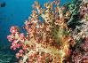 Corals Of Love