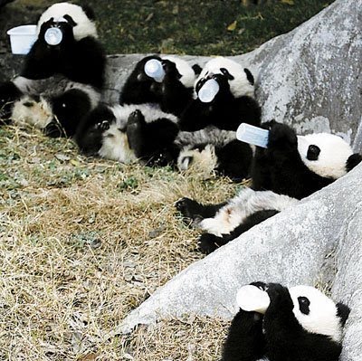 [pandas+4.bmp]