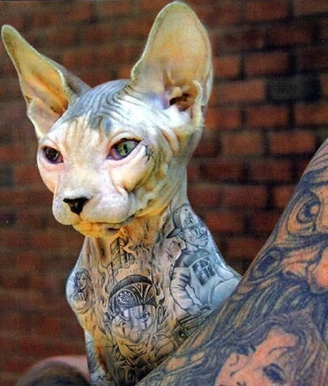 Is it barbaric to tattoo cats since they cannot voice their 