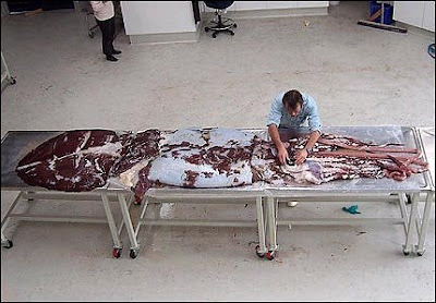 Longest Giant of the Deep Seen On www.coolpicturegallery.us Longest Giant of the Deep Seen On www.coolpicturegallery.us