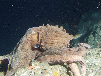 Longest Giant of the Deep Seen On www.coolpicturegallery.us Longest Giant of the Deep Seen On www.coolpicturegallery.us