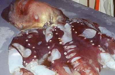 Longest Giant of the Deep Seen On www.coolpicturegallery.us Longest Giant of the Deep Seen On www.coolpicturegallery.us