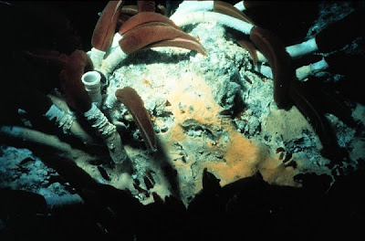 Longest Giant of the Deep Seen On www.coolpicturegallery.us Longest Giant of the Deep Seen On www.coolpicturegallery.us