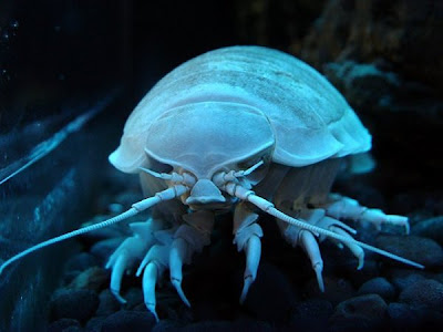 Longest Giant of the Deep Seen On www.coolpicturegallery.us Longest Giant of the Deep Seen On www.coolpicturegallery.us
