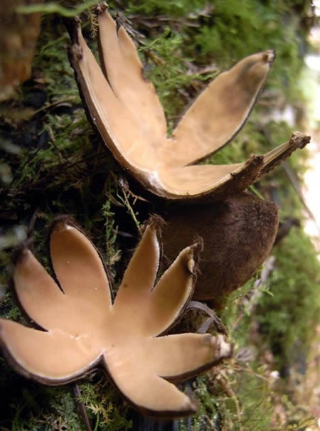 10 Most Bizarre Mushrooms ~ Somethin Bizarre