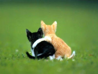 شوفوا الحب .... اتعلموا بقاااااااااااااااااااااااااا Cats+love+forever