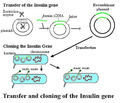 screening of exopolysaccharides producing bacteria strains Screening of bacterial antioxidant exopolysaccharides isolated from egyptian habitats the aim of present work is to isolate and identify bacterial strains that produce exopolysaccharides as antioxidant collection and isolation of bacteria in the course of a screening program for new bioactive polysaccharides, the present study was. screening of exopolysaccharides producing bacteria strains Screening of bacterial antioxidant exopolysaccharides isolated from egyptian habitats the aim of present work is to isolate and identify bacterial strains that produce exopolysaccharides as antioxidant collection and isolation of bacteria in the course of a screening program for new bioactive polysaccharides, the present study was.