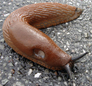 [Bild: Nacktschnecke.jpg]