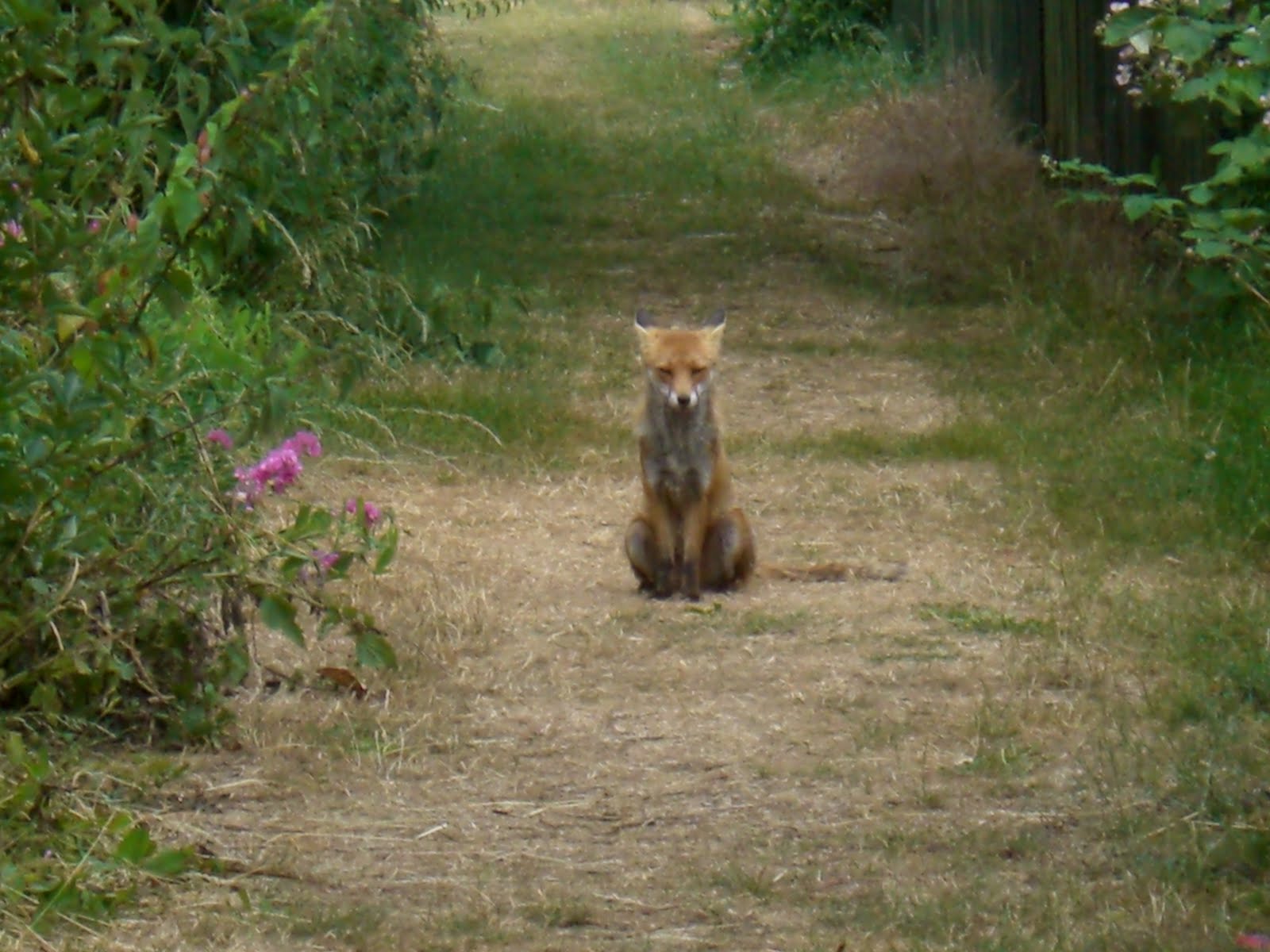 Foxes Looking Up
