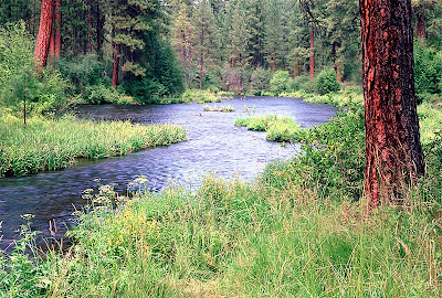 metolius_river_pine_lg%5B1%5D.jpg