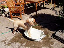 Min hund