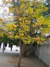 Los árboles del patio de mi escuela.