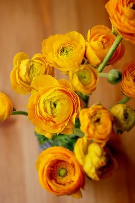 [yellow-ranunculus-sat.jpg]