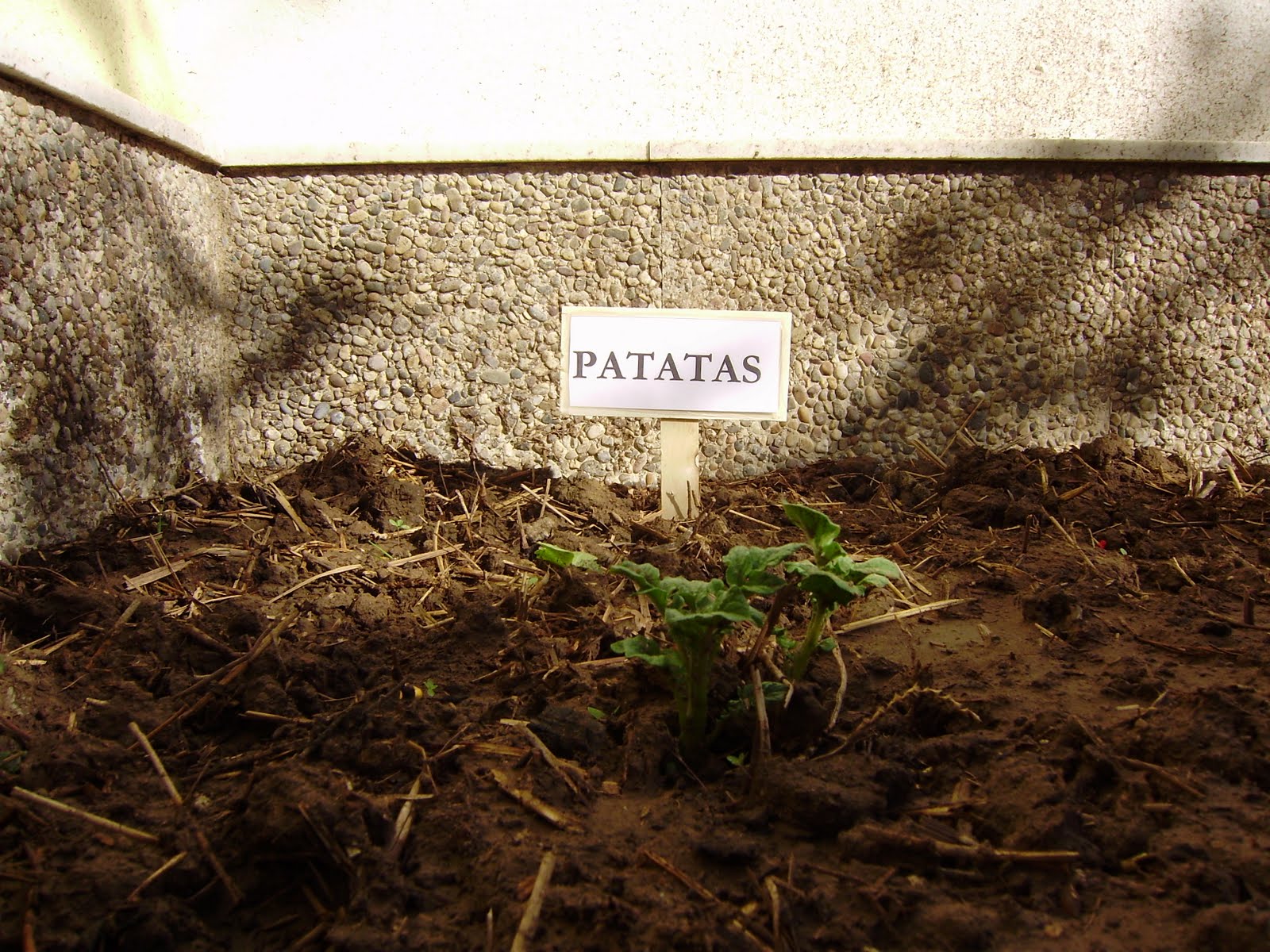 [Patatas.JPG]
