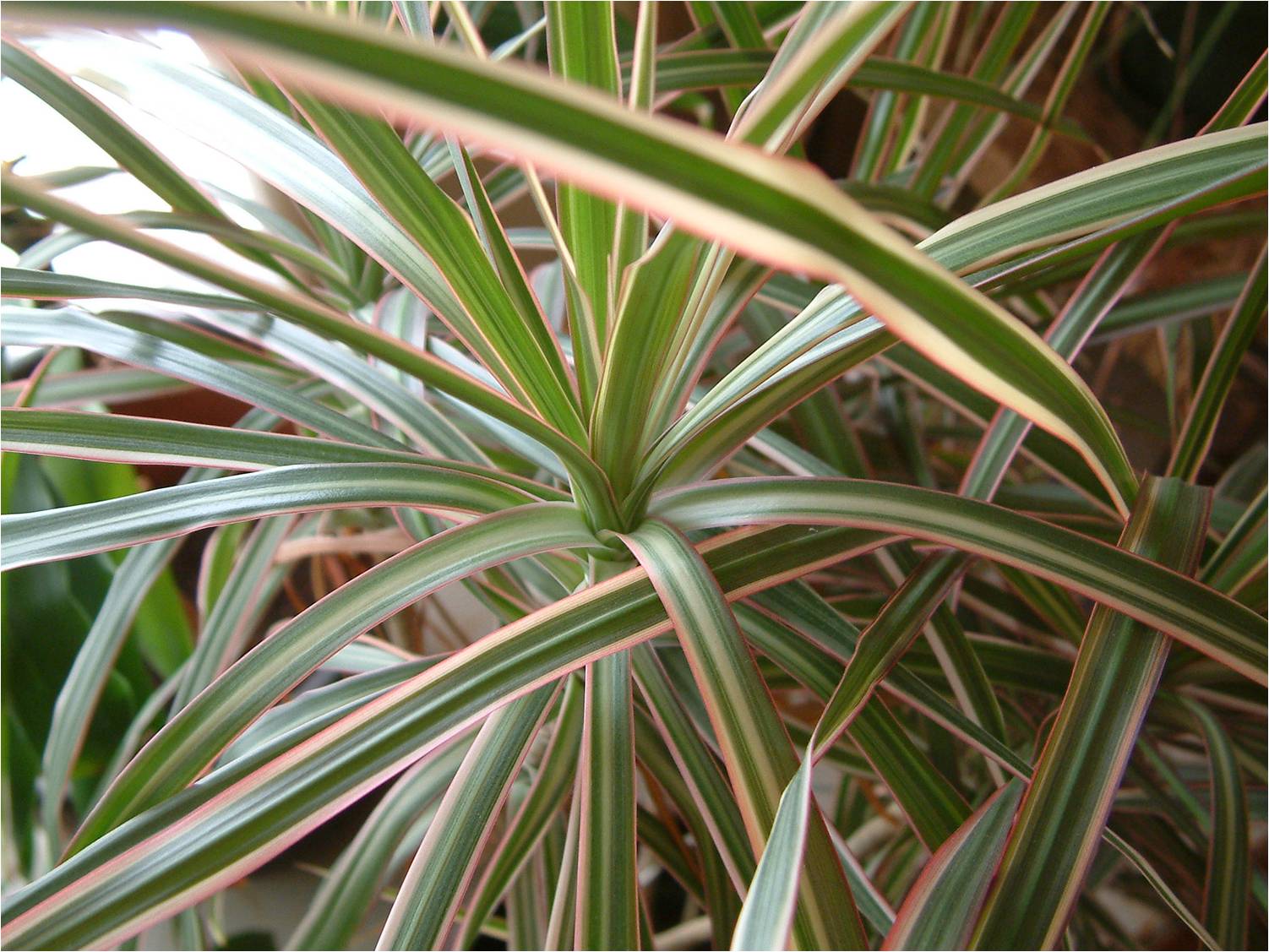 Dracena Tricolor