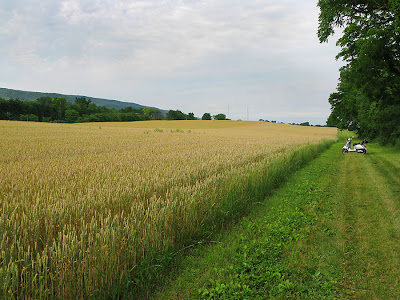 Road And Grass