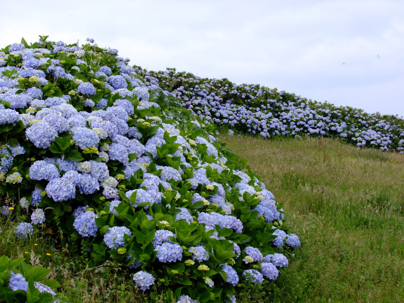 [Hydrangeas.JPG]