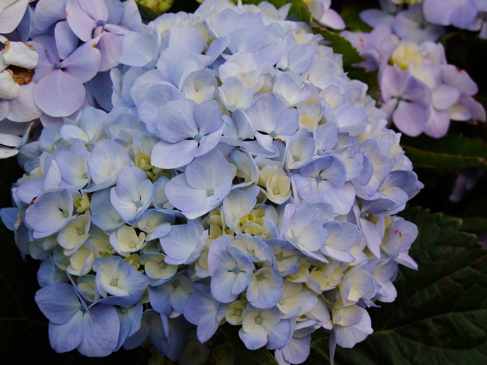 [Hortênsias+(3).JPG]