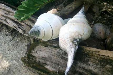 [Conch_wideweb__430x286,0.jpg]