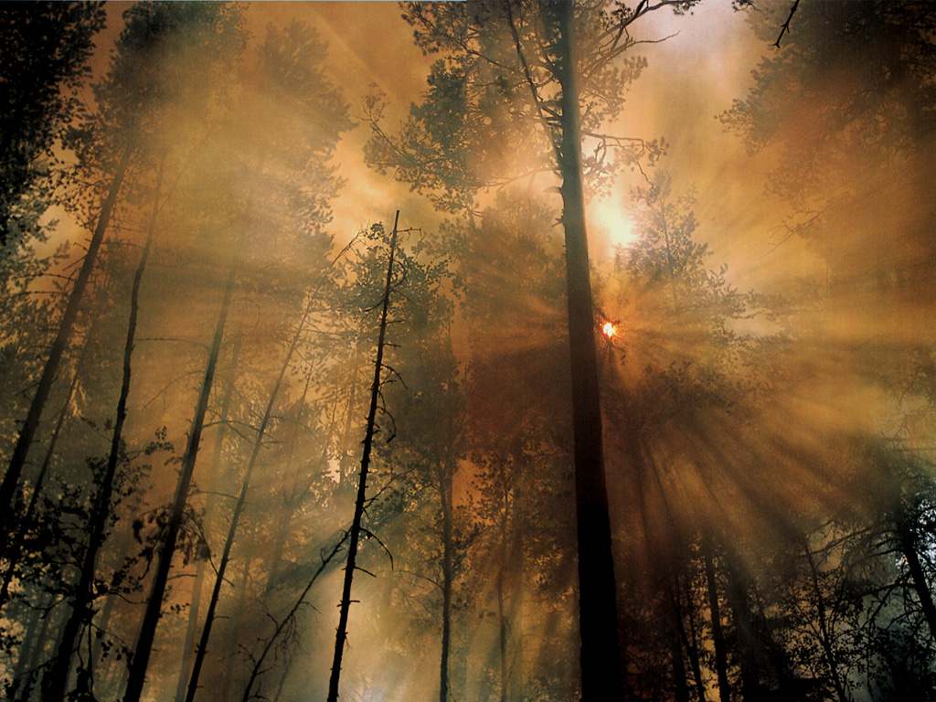 [Forest_Fire_the_Morning_After.jpg]