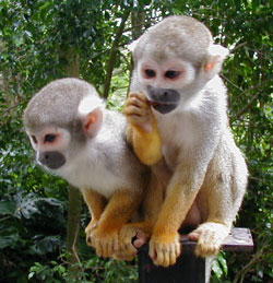 Monkeys weigh from 120 grams Monkeys weigh from 120 grams