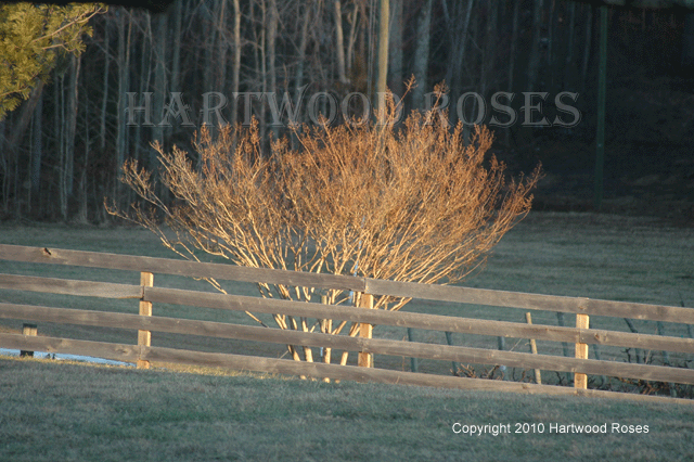 [0303CrapeMyrtle.gif]