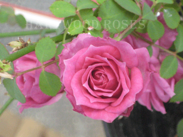 [0308LavenderLace02.gif]