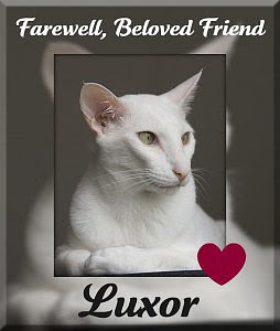 Our Sweet Furriend Luxor ...