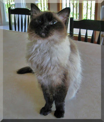 Sabrina, the Queen of our home!