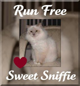 Heaven's newest Angel, Sweet Sniffie. We will miss you, furriend ...