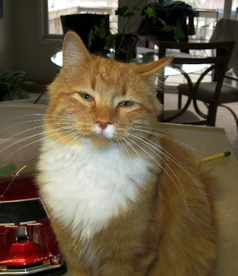 Hi, I'm Fluffy!