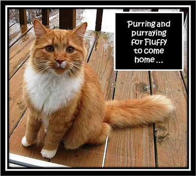 Please come home, sweet Fluffy!