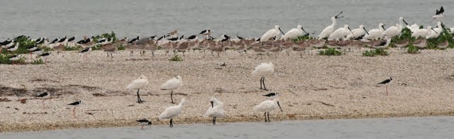 Spoonbills again