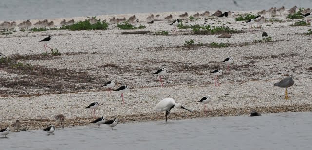 Spoonbill with an itch