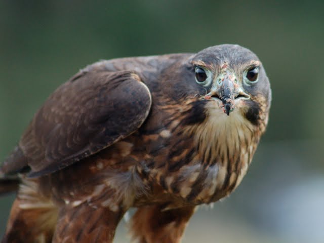 Atareta - NZ Falcon