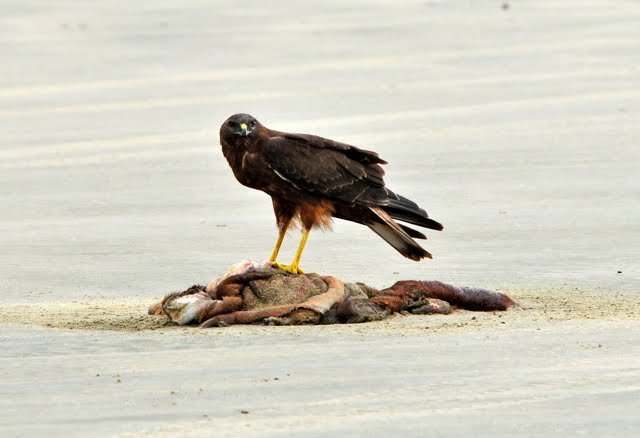 Australasian Harrier - 90 Mile beach - 22 April 2010