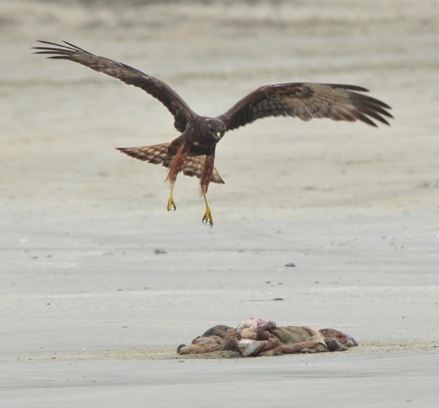 Australiasian Harrier on 90-Mile Beach