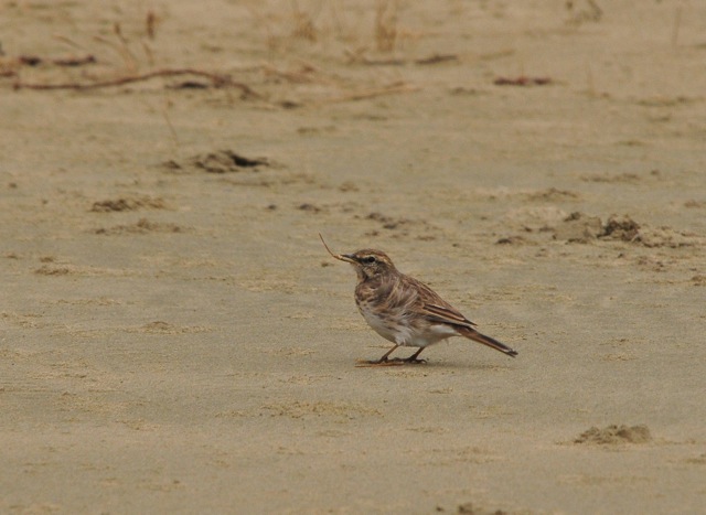 Pipit Courtship Behaviour 1