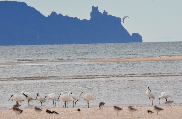 Spoonbills at Waipu Estuary  - April 2010