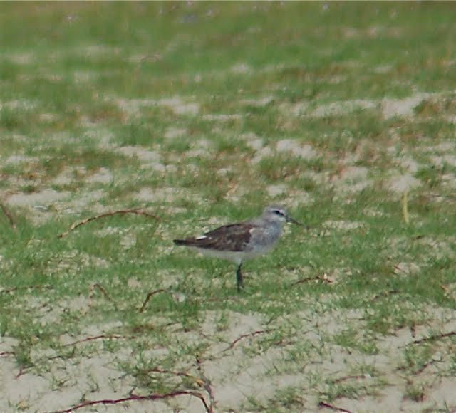 Mystery wader standing