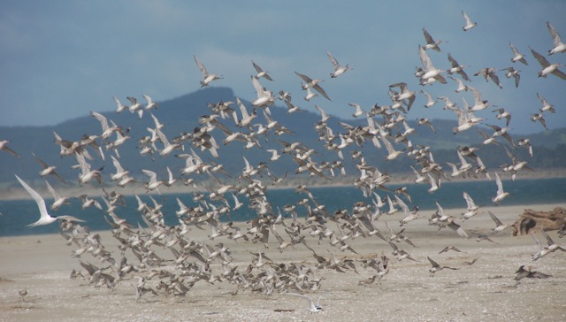 Godwit and Knot flock Manukapua