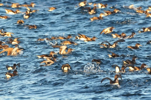 Fluttering Shearwaters fishing