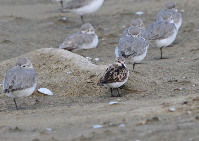Wrybill and Red-necked Stint at Manukapua