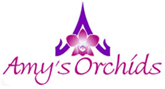 Amy's Orchids