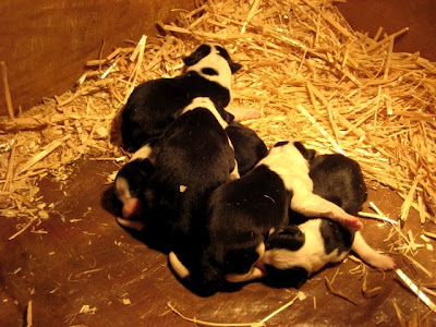 Border Collie pups Border Collie pups