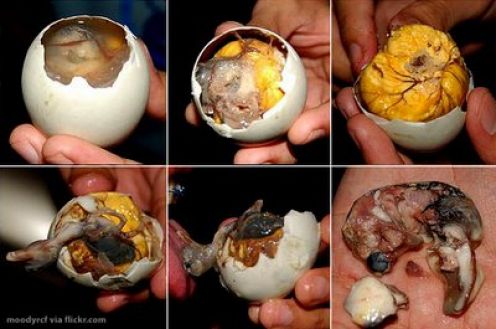balut exotic food egg