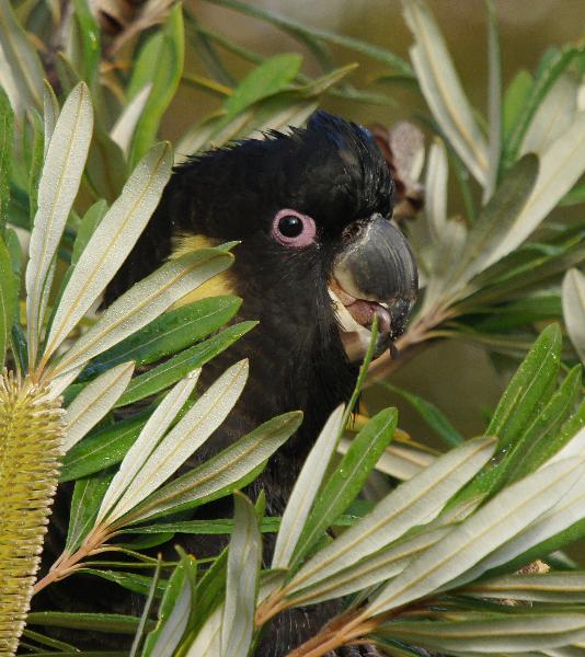 Birds in Tasmania Priorities.....Yellowtailed Black Cockatoo