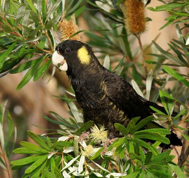 Birds in Tasmania Priorities.....Yellowtailed Black Cockatoo