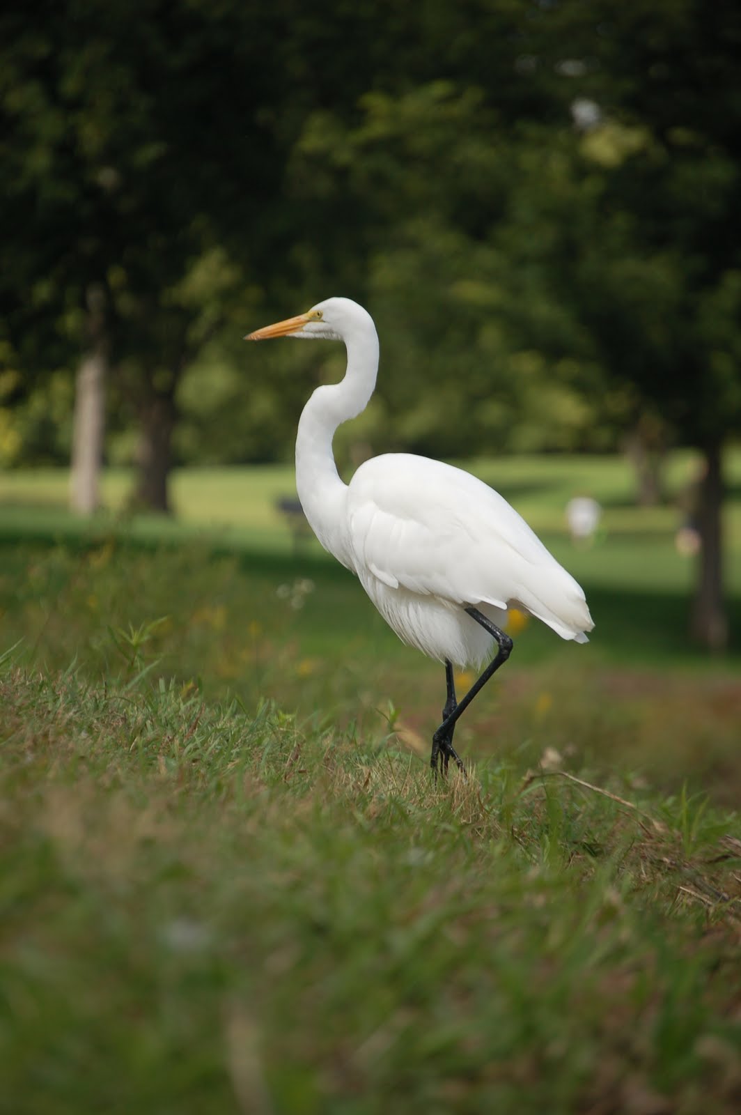 Savoring Servant: Preening behavior of Great Egrets